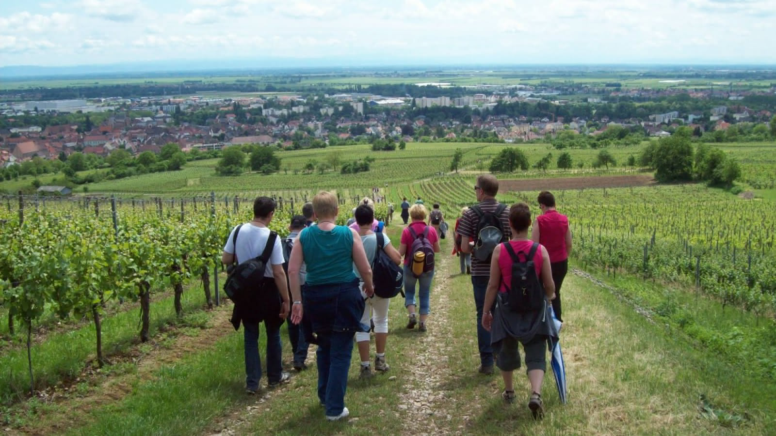 Bacchus Hiking Trail Trotele Molsheim Alsace Wine Route