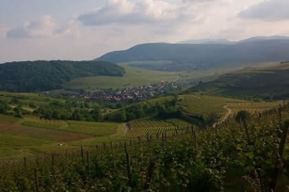 Vignoble et collines sèches, Pays de Rouffach, Vignobles et Châteaux, Haut-Rhin, Alsace (Pragma-SCF)